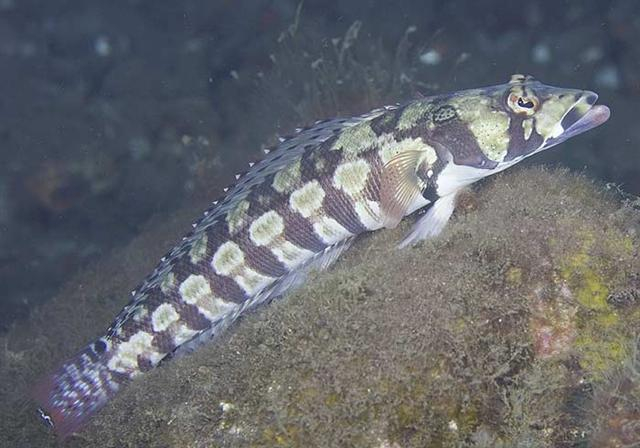  Parapercis tetracantha (Reticulated Sandperch)